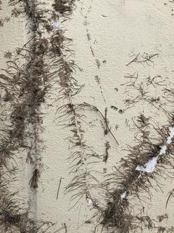 蔦の跡のある壁 蔦,つた,蔦の這う壁の写真素材