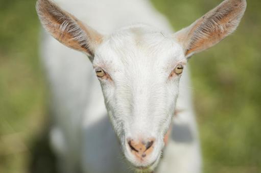 かわいい子ヤギ かわいい子ヤギ 子ヤギ,ヤギ,可愛いの写真素材