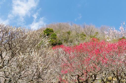 青空に映える満開の紅梅と白梅 梅,迎春,梅の花の写真素材