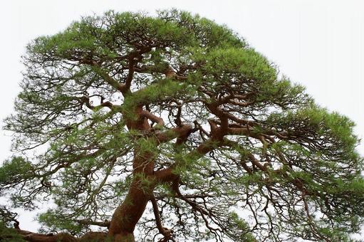 選定された松の木 松,選定,庭木の写真素材