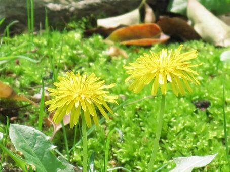 たんぽぽの写真