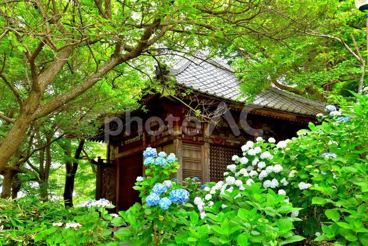 あじさい（茨城雨引観音） あじさい,紫陽花,風景の写真素材