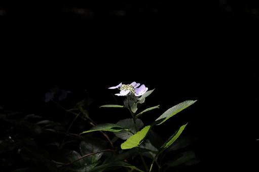 Photo, hydrangea, june, rainy season, 