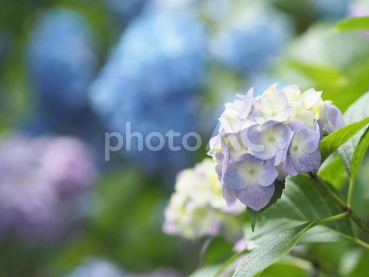 かわいらしいアジサイ あじさい,紫陽花,アジサイの写真素材