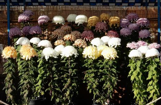 【風景写真】福山菊花展覧会の風景 キク,菊,菊花展の写真素材