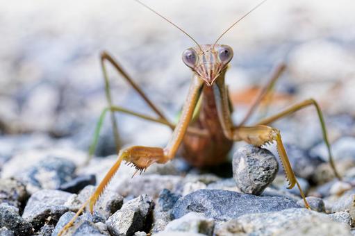 地に降りたオオカマキリ成虫 地に降りたオオカマキリ成虫 オオカマキリ,大蟷螂,カマキリの写真素材