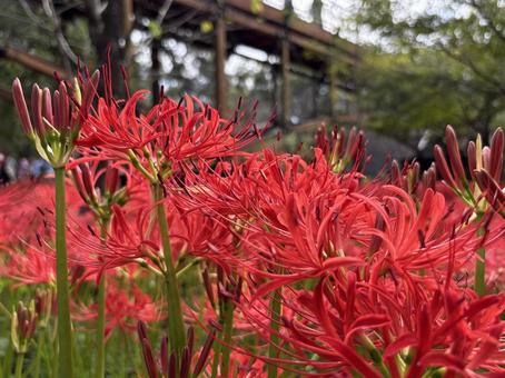 巾着田曼珠沙華公園。 巾着田曼珠沙華公園。 巾着田,巾着田曼珠沙華公園,埼玉県の写真素材