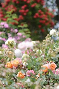 Rose Garden, JPG Rose Garden, JPG