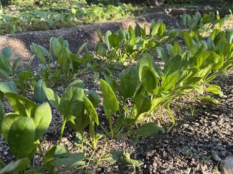 野菜づくりの畑 野菜づくりの畑 ほうれん草,野菜,葉菜の写真素材