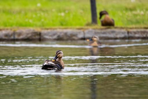 Spot-billed Duck ⑷, JPG Spot-billed Duck ⑷, JPG