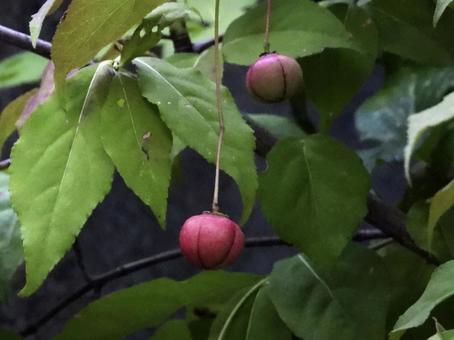 実のなる木 実のなる木 植物,実,川辺の写真素材