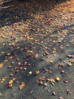 落ち葉 落ち葉 紅葉,秋,カラフルの写真素材