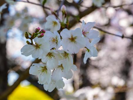 熊谷桜堤の桜 桜,ソメイヨシノ,菜の花の写真素材