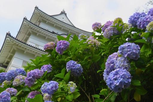 紫陽花と城3 紫陽花と城3 小田原城,あじさい,城の写真素材