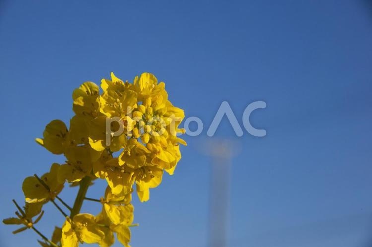 菜の花まつり31（田原市堀切町） 菜の花,菜の花まつり,田原市の写真素材