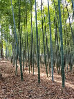 偕楽園の竹林 偕楽園の竹林の写真