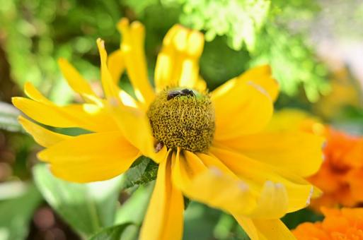 黄色い花と虫の写真