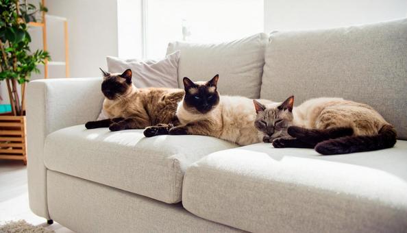 ソファに集まる3匹の猫 ソファに集まる3匹の猫の写真
