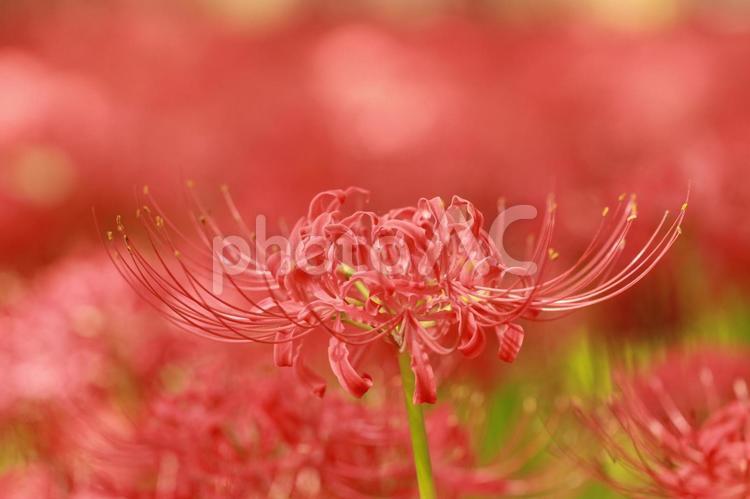 彼岸花　曼珠沙華 彼岸花,ヒガンバナ,曼珠沙華の写真素材