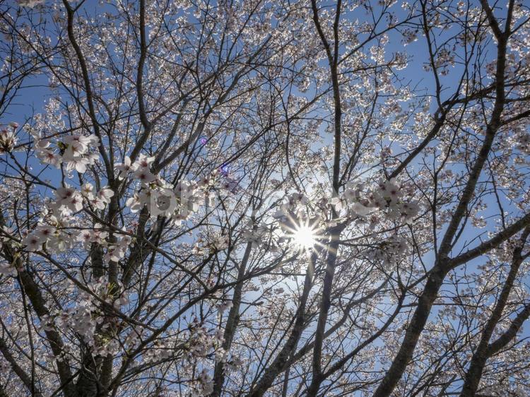 夜明けの桜 桜,夜明け,春の写真素材