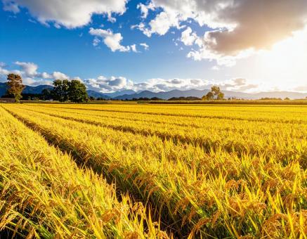 秋晴れの田園と黄金色の稲穂の写真