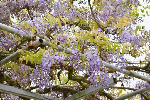 藤の花 藤の花 藤の花,藤,春の写真素材