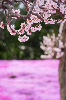 エゾヤマザクラと芝桜の共演 エゾヤマザクラと芝桜の共演 北海道,芝桜,桜の写真素材