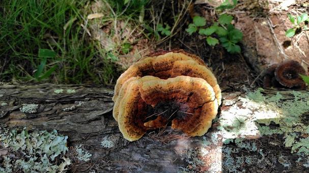 サルノコシカケ サルノコシカケ サルノコシカケ,きのこ,茸の写真素材