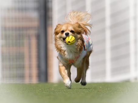オモチャを咥えて走って来るワンコ オモチャを咥えて走って来るワンコ 犬,ミックス犬,dogの写真素材