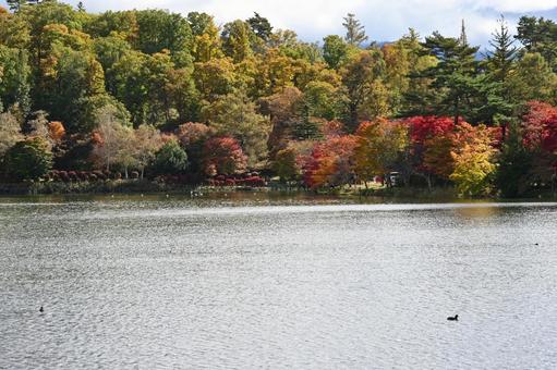 長野県の蓼科湖と湖畔の紅葉と水鳥の風景 長野県,蓼科湖,湖畔の写真素材