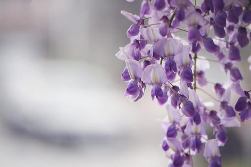 藤の花 藤の花 スペース,余白,藤の花の写真素材