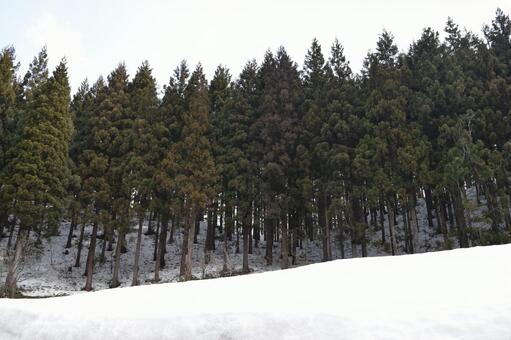 スギ林 雪景色 山形県 杉林,スギ林,杉の木の写真素材