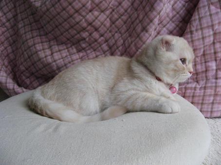 横向きの子猫 まったり,リラックス,癒されるの写真素材