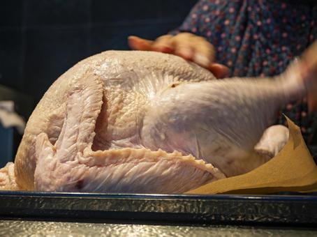 祝宴の準備、七面鳥に心をこめて 七面鳥,ローストターキー,下ごしらえの写真素材