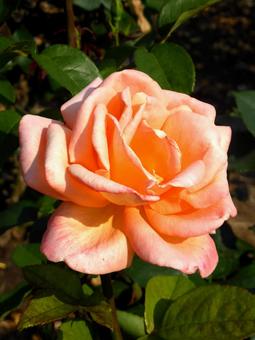 バラ園に咲くサーモンピンク色のバラ バラ,花,植物の写真素材