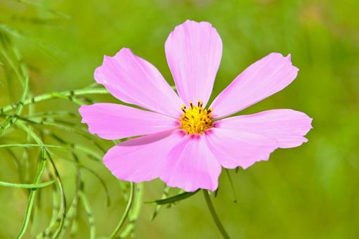 爽やかで可愛い コスモスの花 爽やかで可愛い コスモスの花 コスモス畑,コスモス,ピンク色の写真素材