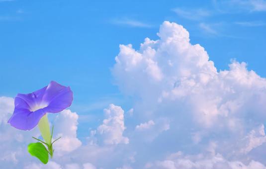 夏イメージ素材/入道雲と朝顔 夏イメージ素材/入道雲と朝顔 夏空,入道雲,夏の写真素材