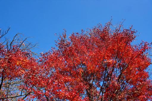 紅葉 自然,紅葉,秋の写真素材