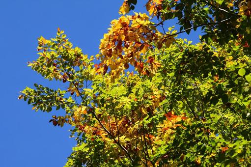 青空と紅葉 青空と紅葉の写真