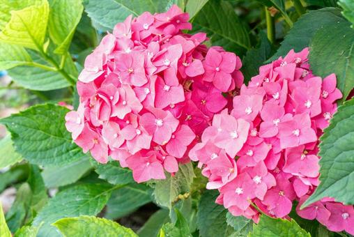 ピンク色の紫陽花の花 ピンク色の紫陽花の花の写真