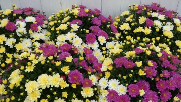 秋の花壇　カラフルな小菊 ビタマム 花,菊,小菊の写真素材