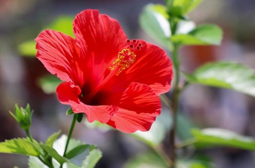 7月下旬の温室のハイビスカスの花 7月下旬の温室のハイビスカスの花 ハイビスカス,赤,花の写真素材