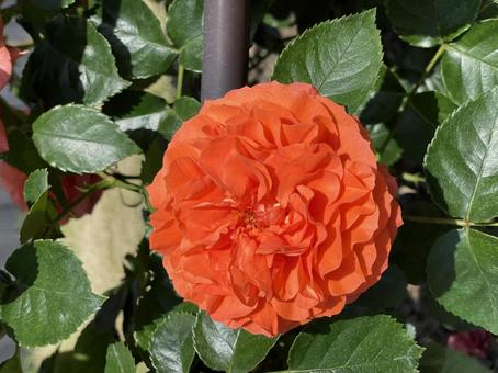 オレンジのバラ 薔薇 オレンジのバラ 薔薇の写真