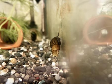 カワニナが水槽の壁の苔を食べて綺麗にする カワニナが水槽の壁の苔を食べて綺麗にするの写真