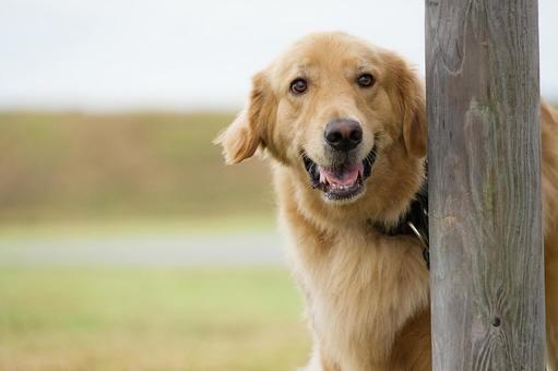 ゴールデンレトリバーのポートレート ゴールデンレトリバーのポートレート 犬,ゴールデン,ゴールデンレトリバーの写真素材