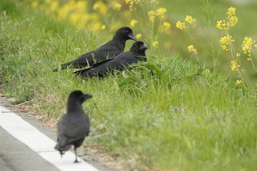 カラスと菜の花 カラスと菜の花の写真