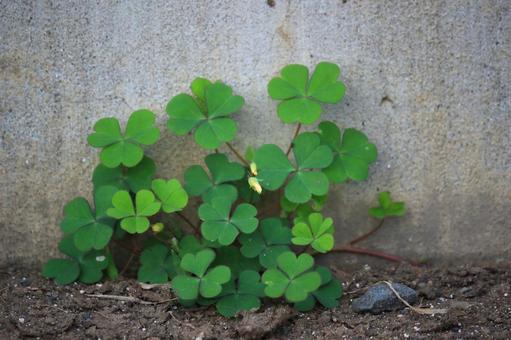 小さなクローバースポット シロツメクサ,クローバー,植物の写真素材