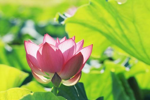 蓮花 蓮花 はす,ハス,蓮の写真素材