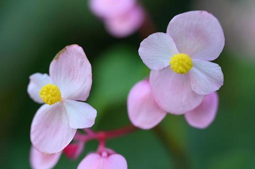 近所の庭に咲いたシュウカイドウの花 近所の庭に咲いたシュウカイドウの花の写真