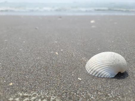 白い貝殻 白い貝殻 貝殻,波打ち際,海の写真素材